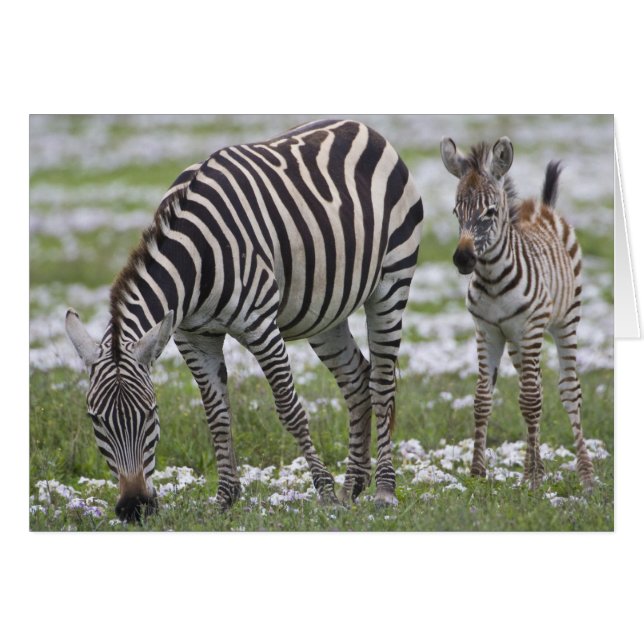 Afrika. Tanzania. Zebra moeder en veulen (Voorkant Horizontaal)