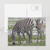 Afrika. Tanzania. Zebra moeder en veulen Briefkaart (Voorkant / Achterkant)