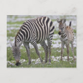Afrika. Tanzania. Zebra moeder en veulen Briefkaart (Voorkant)