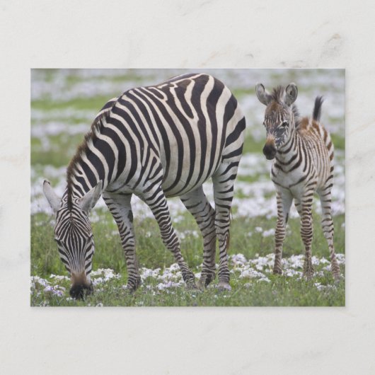 Afrika. Tanzania. Zebra moeder en veulen Briefkaart (Voorkant)