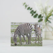 Afrika. Tanzania. Zebra moeder en veulen Briefkaart (Staand voorkant)