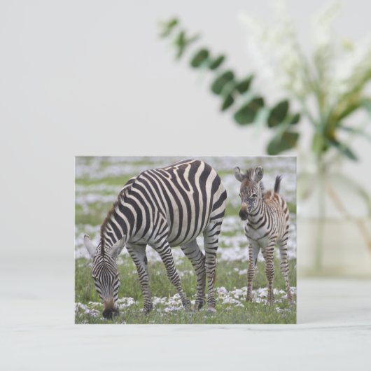 Afrika. Tanzania. Zebra moeder en veulen Briefkaart (Staand voorkant)