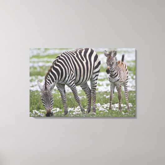Afrika. Tanzania. Zebra moeder en veulen Canvas Afdruk (Voorkant)