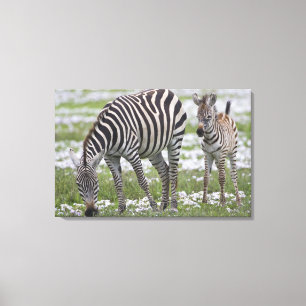 Afrika. Tanzania. Zebra moeder en veulen Canvas Afdruk