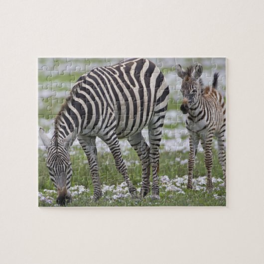 Afrika. Tanzania. Zebra moeder en veulen Legpuzzel (Horizontaal)