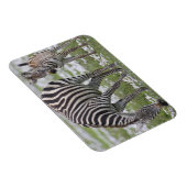 Afrika. Tanzania. Zebra moeder en veulen Magneet (Rechterzijde)