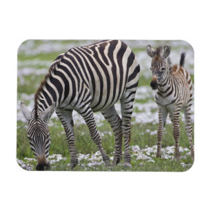 Afrika. Tanzania. Zebra moeder en veulen Magneet