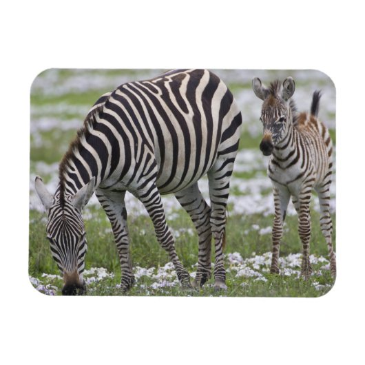 Afrika. Tanzania. Zebra moeder en veulen Magneet (Horizontaal)