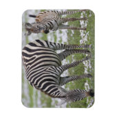Afrika. Tanzania. Zebra moeder en veulen Magneet (Verticaal)