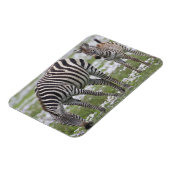 Afrika. Tanzania. Zebra moeder en veulen Magneet (Linkerzijde)