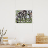 Afrika. Tanzania. Zebra Poster (Keuken)