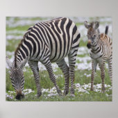 Afrika. Tanzania. Zebra Poster (Voorkant)