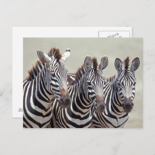 Afrika, Tanzania, zebras Briefkaart (Voorkant / Achterkant)