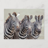 Afrika, Tanzania, zebras Briefkaart (Voorkant)
