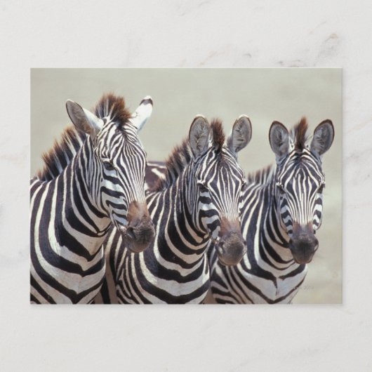 Afrika, Tanzania, zebras Briefkaart (Voorkant)