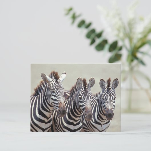 Afrika, Tanzania, zebras Briefkaart (Staand voorkant)