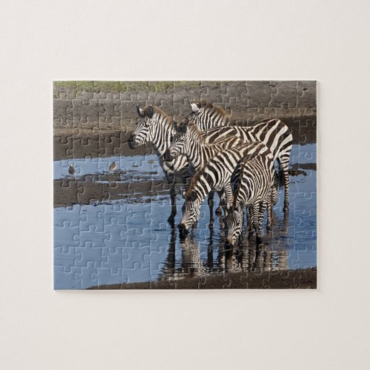 Afrika. Tanzania. Zebras drinken bij Ndutu Legpuzzel (Horizontaal)