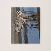 Afrika. Tanzania. Zebras drinken bij Ndutu Legpuzzel (Verticaal)