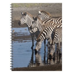 Afrika. Tanzania. Zebras drinken bij Ndutu Notitieboek