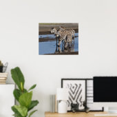 Afrika. Tanzania. Zebras drinkend bij Ndutu Poster (Thuiskantoor)