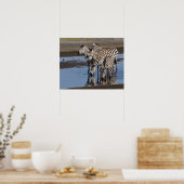 Afrika. Tanzania. Zebras drinkend bij Ndutu Poster (Keuken)