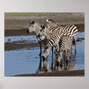 Afrika. Tanzania. Zebras drinkend bij Ndutu Poster