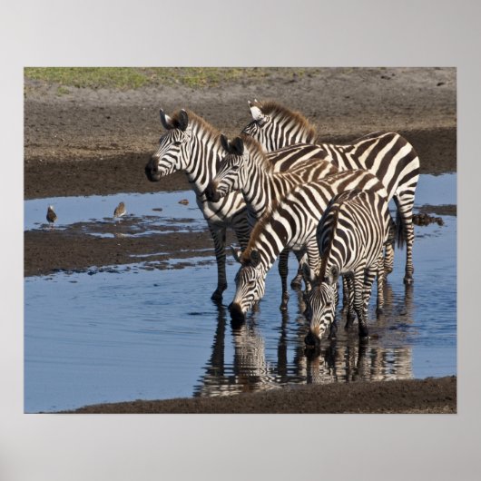 Afrika. Tanzania. Zebras drinkend bij Ndutu Poster (Voorkant)