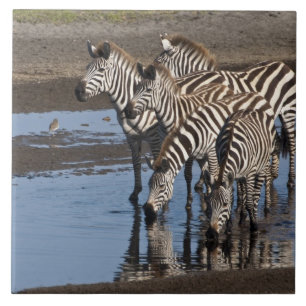 Afrika. Tanzania. Zebras drinkend bij Ndutu Tegeltje