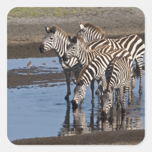 Afrika. Tanzania. Zebras drinkend bij Ndutu Vierkante Sticker (Voorkant)