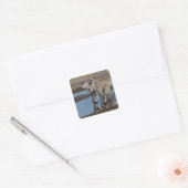 Afrika. Tanzania. Zebras drinkend bij Ndutu Vierkante Sticker (Envelop)