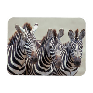 Afrika, Tanzania, zebras Magneet