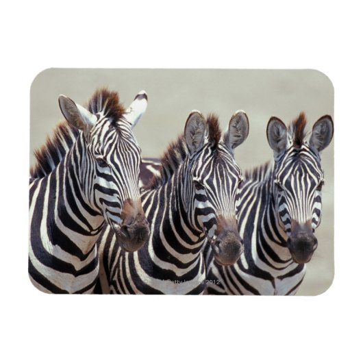 Afrika, Tanzania, zebras Magneet (Horizontaal)