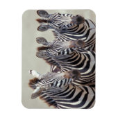 Afrika, Tanzania, zebras Magneet (Verticaal)
