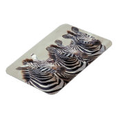 Afrika, Tanzania, zebras Magneet (Linkerzijde)