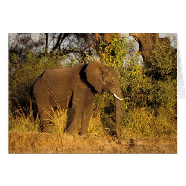 Afrika, Zimbabwe, Nationaal Park Victoria Falls. (Voorkant Horizontaal)