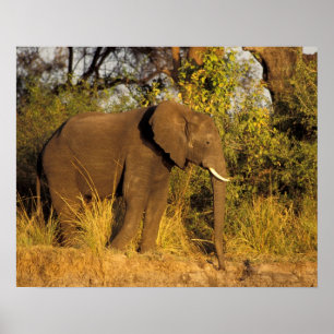 Afrika, Zimbabwe, Nationaal park Victoria Falls. Poster