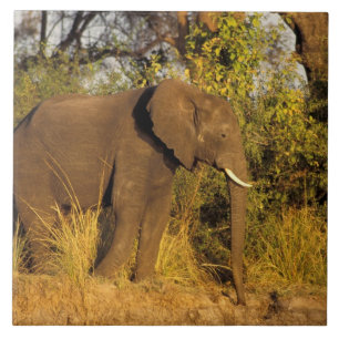 Afrika, Zimbabwe, Nationaal Park Victoria Falls. Tegeltje