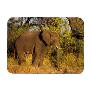 Afrika, Zimbabwe, Nationaal Park Victoriawatervall Magneet