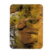 Afrika, Zimbabwe, Nationaal Park Victoriawatervall Magneet (Verticaal)