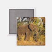 Afrika, Zimbabwe, Nationaal Park Victoriawatervall Magneet (Voorkant / Achterkant)