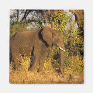 Afrika, Zimbabwe, Nationaal Park Victoriawatervall Magneet