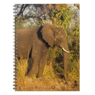 Afrika, Zimbabwe, Nationaal Park Victoriawatervall Notitieboek