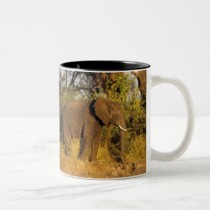Afrika, Zimbabwe, Nationaal Park Victoriawatervall Tweekleurige Koffiemok