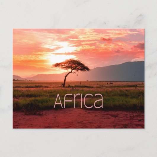 Afrika - ZonneAfrika Briefkaart (Voorkant)