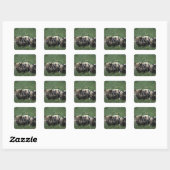 Afrika, Zuid-Afrika, bij Gansbaii Huiselijk Vierkante Sticker (Vel)