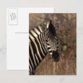 Afrika, Zuid-Afrika, Kruger NP Zebra-portret Briefkaart (Voorkant / Achterkant)
