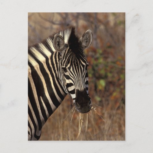 Afrika, Zuid-Afrika, Kruger NP Zebra-portret Briefkaart (Voorkant)