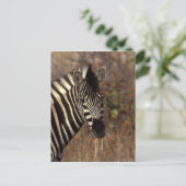 Afrika, Zuid-Afrika, Kruger NP Zebra-portret Briefkaart (Staand voorkant)