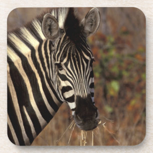Afrika, Zuid-Afrika, Kruger NP Zebra-portret Drankjes Onderzetter