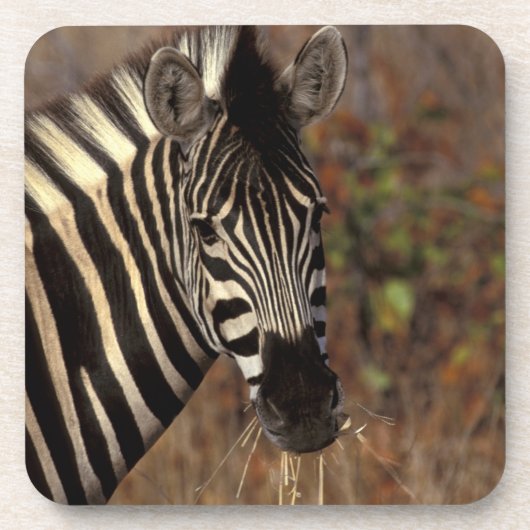 Afrika, Zuid-Afrika, Kruger NP Zebra-portret Drankjes Onderzetter (Voorkant)